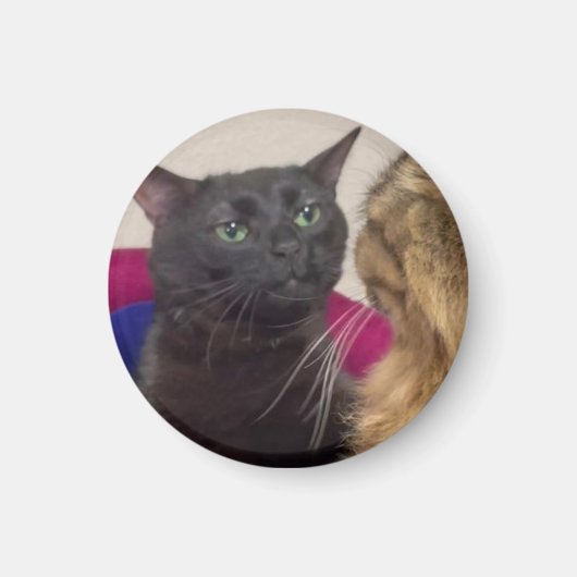 Kat zit verstrooid meme magneet (Voorkant)