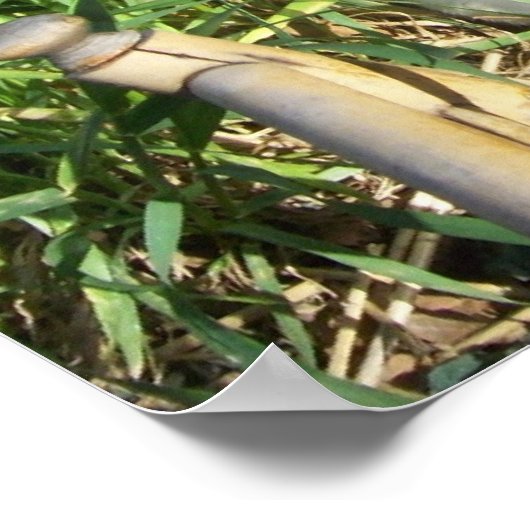 Kat Zitten in gras Afdruk Poster (Hoek)