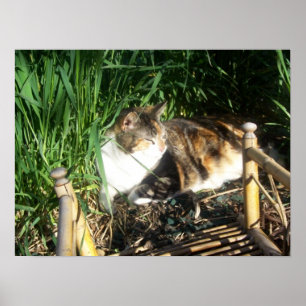 Kat Zitten in gras Afdruk Poster