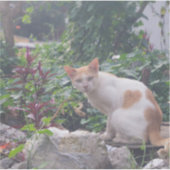 Kat Zittend op een puin van stenen Sticker (Voorkant)