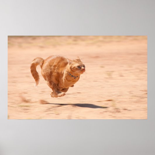 Kat zoomen poster (Voorkant)