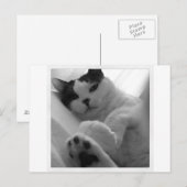Kat zwart-wit briefkaart (Voorkant / Achterkant)