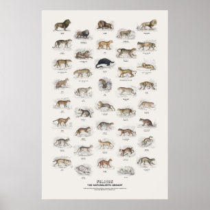 Katachtigen - Naturalist's Library Poster