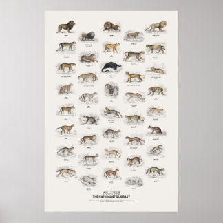 Katachtigen - Naturalist's Library Poster