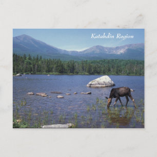 Katahdin Region Maine Moose Briefkaart