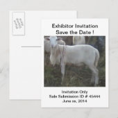 Katahin Hair Sheep Aankondigingskaart (Voorkant / Achterkant)