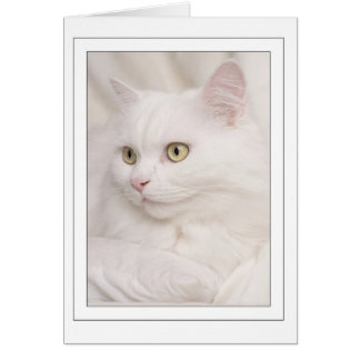 Kater d'angora turque blanche