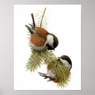 kathaas met kastanjeruggen poster