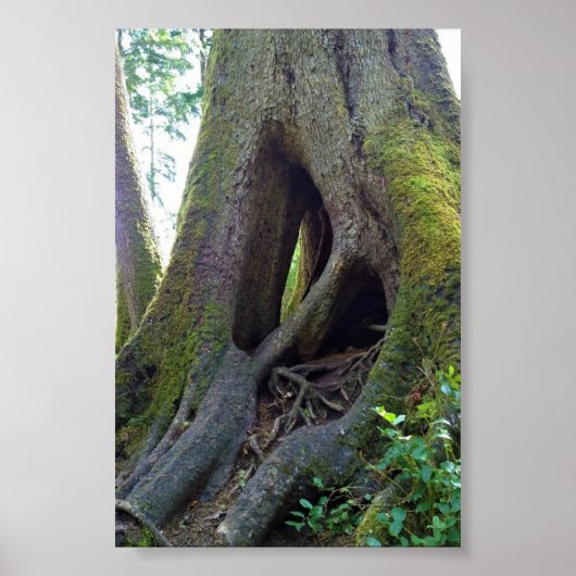 Kathedraalboom, Astoria, Oregon Poster (Voorkant)