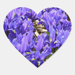 Katherine Hodgkin Irises Paarse Spring Floral Hart Sticker