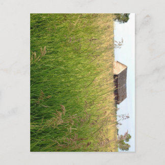 Kathleen Taylor's Amber Waves of Hay Briefkaart