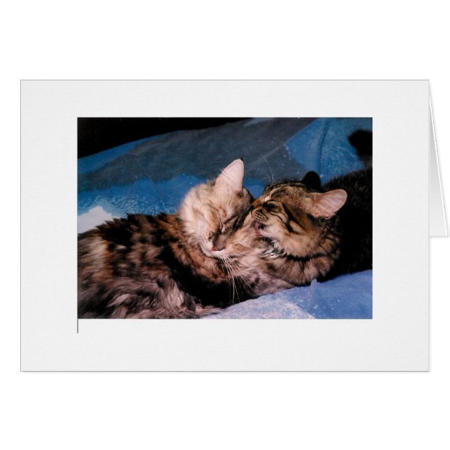 katkus (Voorkant Horizontaal)