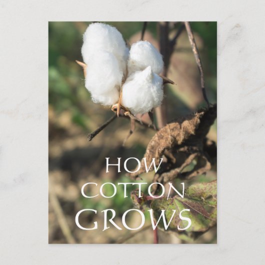 Katoen Briefkaart (Voorkant)