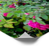 Katoen in de Engelse tuinen Poster (Hoek)