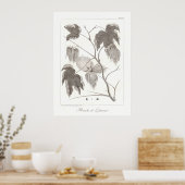 Katoen Plant Poster Antiek Botanische illustratie (Keuken)