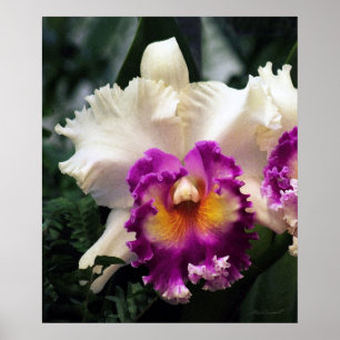 Katoen Snoep Orchid V Afdrukken -20x24 - of kleine Poster