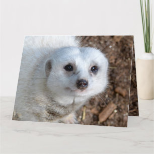 Katoen The White Meerkat, Birthday Kaart