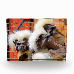 KATOEN - TOP TAMARIN APEN FOTOBLOKKEN