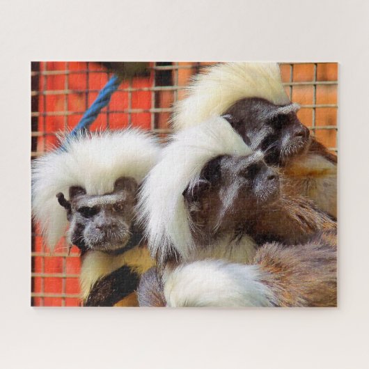 KATOEN - TOP TAMARIN APEN LEGPUZZEL (Horizontaal)