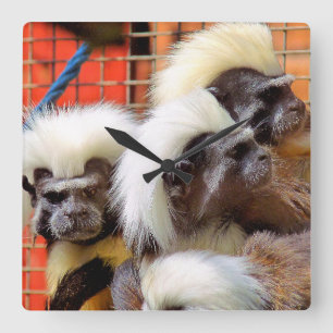 KATOEN - TOP TAMARIN APEN VIERKANTE KLOK