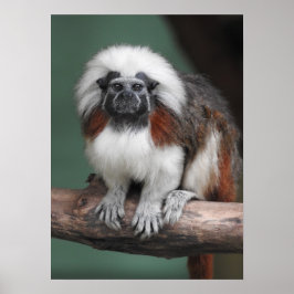 Katoen top Tamarin Poster