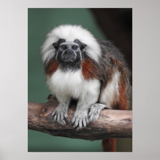 Katoen top Tamarin Poster (Voorkant)