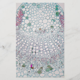 Katoenblad onder de microscoop