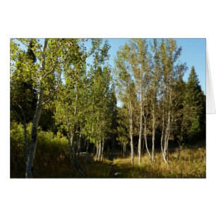 Katoenbomen langs Moose Ponds Trail in Grand Teton