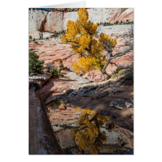 Katoenboom in dampkleuren