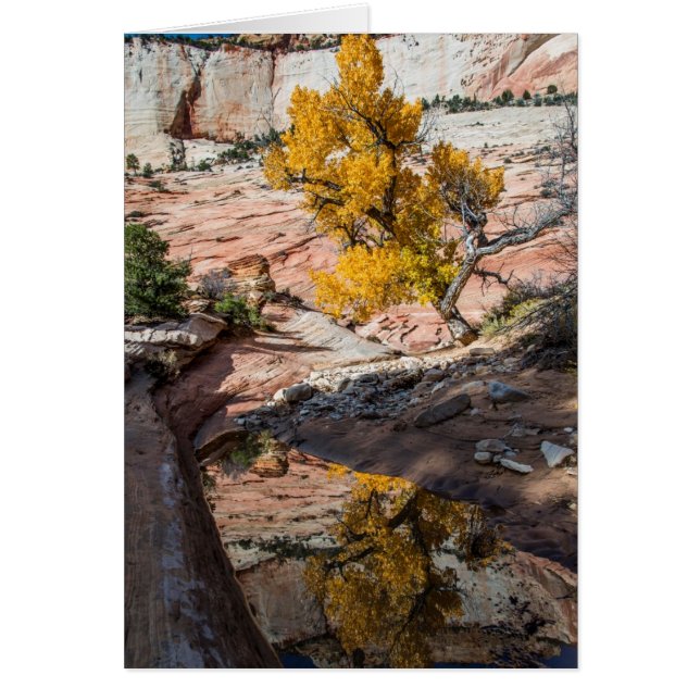 Katoenboom in dampkleuren (Voorkant)