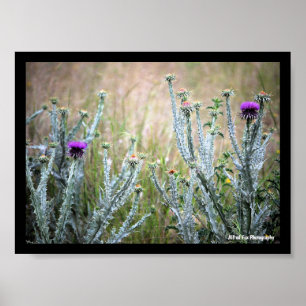 Katoendistel, Onopordum Plant Poster