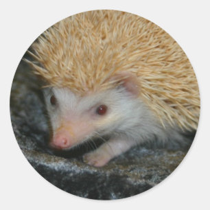 Katoenstaafje Ronde Sticker
