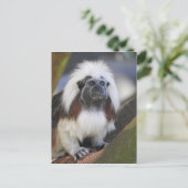 Katoentoptamarin Briefkaart (Staand voorkant)