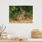 Katoentstaart Bevriesd Poster (Keuken)