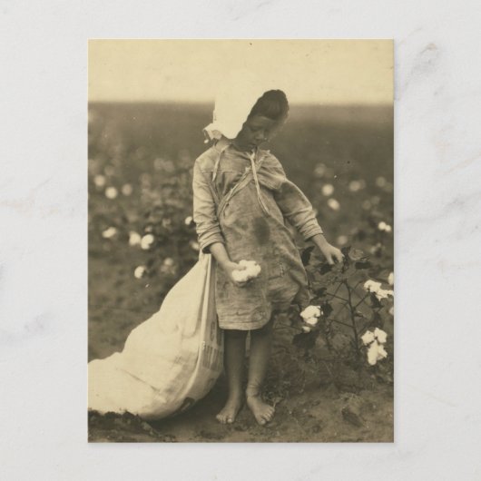 Katoenveld Briefkaart (Voorkant)