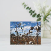 katoenveld briefkaart (Staand voorkant)