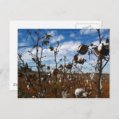 katoenveld briefkaart (Voorkant / Achterkant)