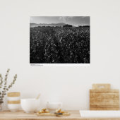 Katoenveld, in de zon bij El Centro, 1966 Poster (Keuken)