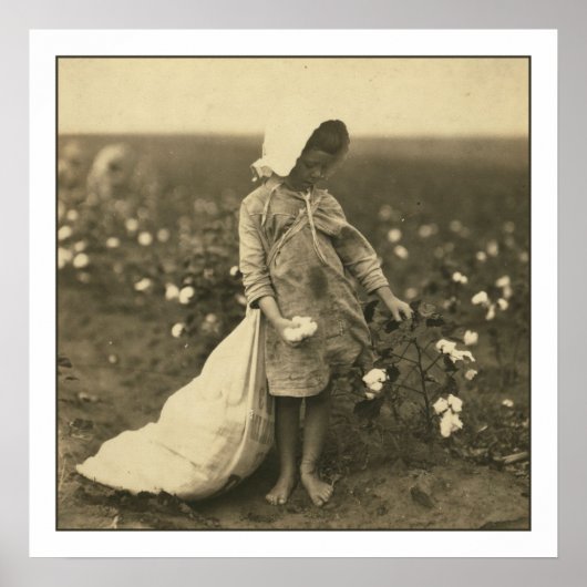 Katoenveld Poster (Voorkant)