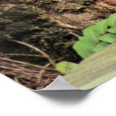 Katoetmond (watermoccasine) Schuin op de stoep Poster (Hoek)