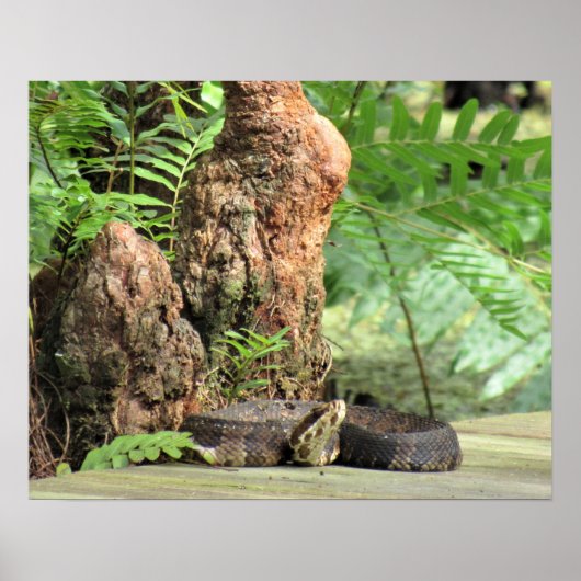 Katoetmond (watermoccasine) Schuin op de stoep Poster (Voorkant)