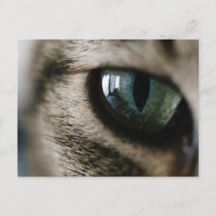 Kat's Briefkaart