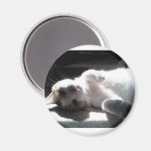 kattemagneet magneet (Voorkant / Achterkant)