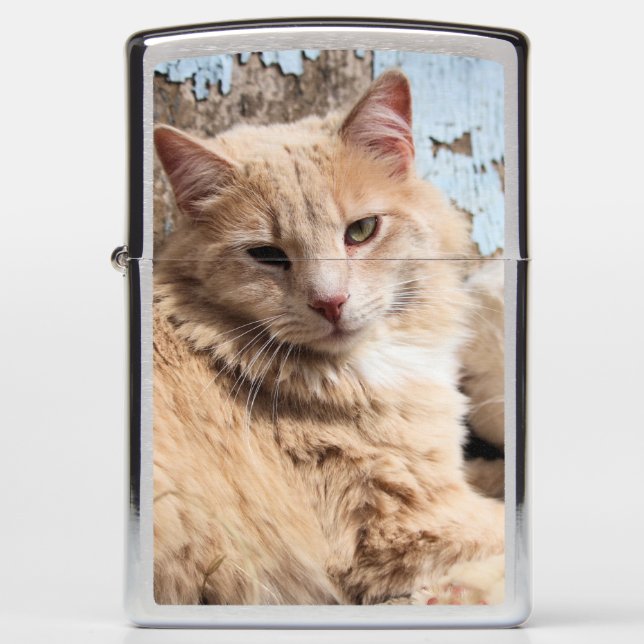 Katten  (Voorkant)