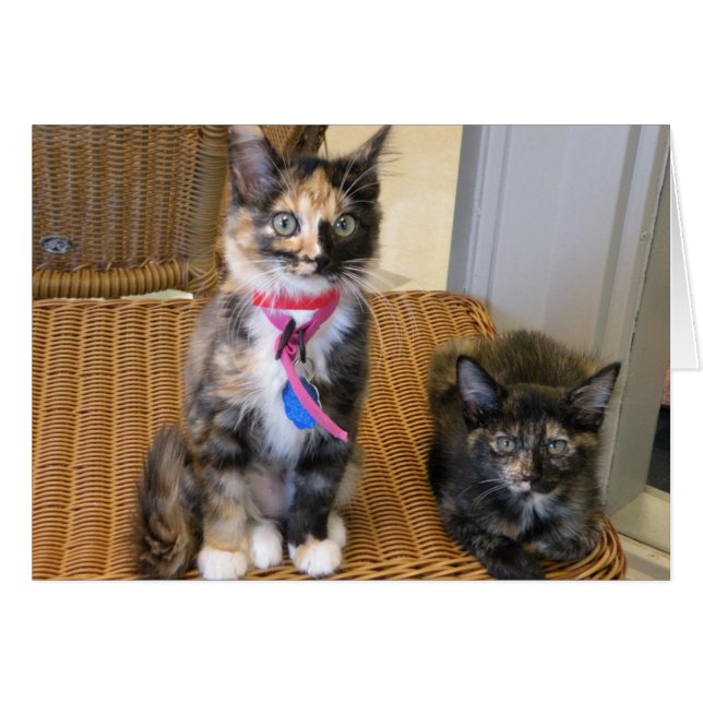 Katten (Voorkant Horizontaal)