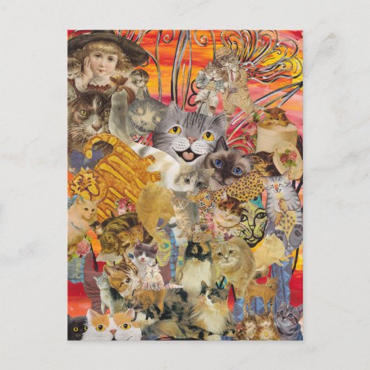 Katten a Plenty briefkaarten (Voorkant)