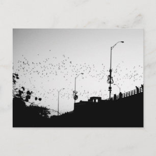 Katten boven Austin Briefkaart