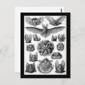 Katten! Briefkaart (Voorkant / Achterkant)