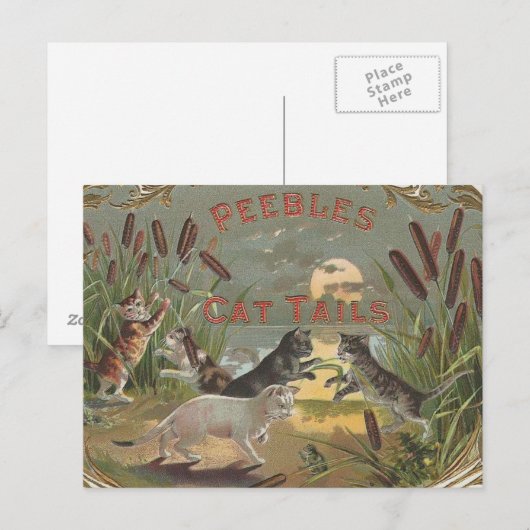 Katten Briefkaart (Voorkant / Achterkant)