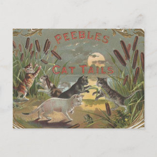 Katten Briefkaart